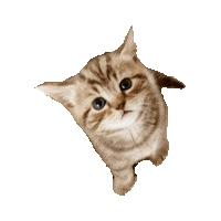 cute kitten STICKER by imoji