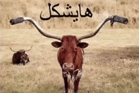 Mem GIF