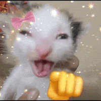 Cat Laughing At GIF