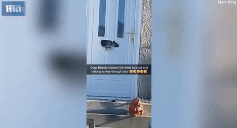 yj_jane giphyupload GIF