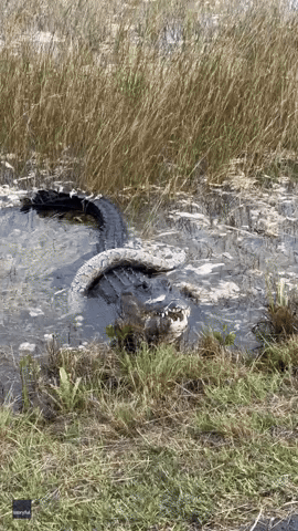 'Score One for the Home Team!': Alligator Devours Invasive Python in Florida's Shark Valley