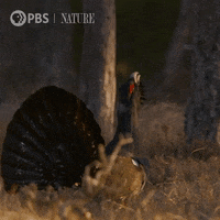 Jump Birds GIF by Nature on PBS