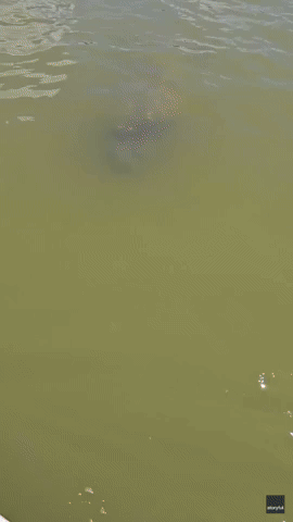 'Alligator' Stalking Everglades Paddleboarder Turns Out to Be Friendly Manatee