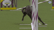 Dogs Training GIF by Westminster Kennel Club