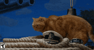 WorldofWarships kitty fat cat wows world of warships GIF
