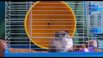 Cat Lol GIF by The Secret Life Of Pets