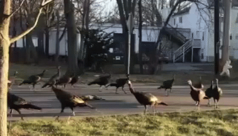 turkeys circling a dead cat GIF
