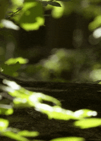 eastern chipmunk GIF by Head Like an Orange