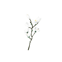 Flores Sticker by byflorecer