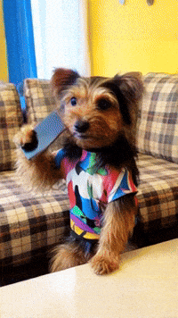 Smartphone Yorkshireterrier GIF