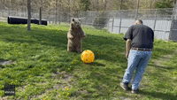 Brown Bear Learns How to Be a Goalie