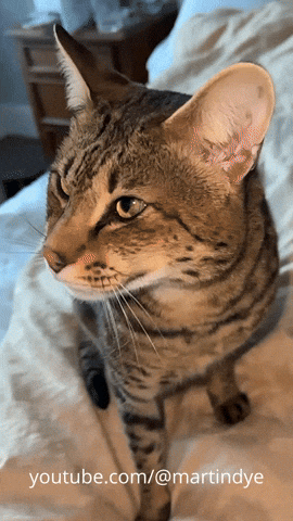 martinjdye cat relatable funny cat allergies GIF