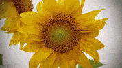 hannahjohnston art animation flowers rose GIF
