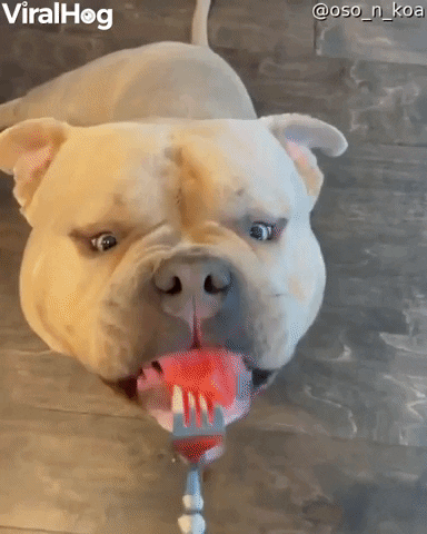 Gentle Dog Nibbles On Some Watermelon GIF by ViralHog