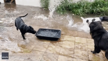 Dogs Play in Flooded Backyard After Tropical Storm Fred Hits Panama City