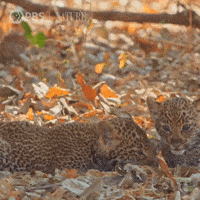 Big Cat Cats GIF by Nature on PBS