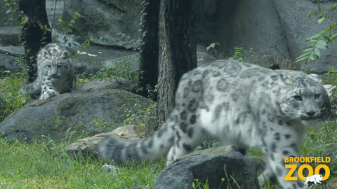 Race Chase GIF by Brookfield Zoo