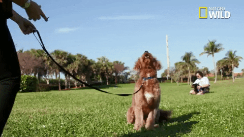 dog GIF by Nat Geo Wild