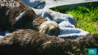 otter GIF by BBC Earth