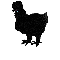 Chickens Silkies Sticker
