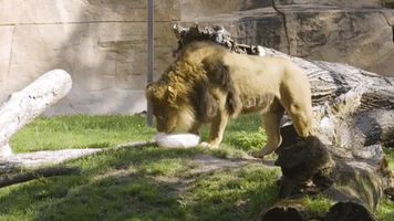 Brookfield Zoo Animals Receive Iced Treats to Cool Down in Heat