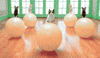 cat exercising GIF