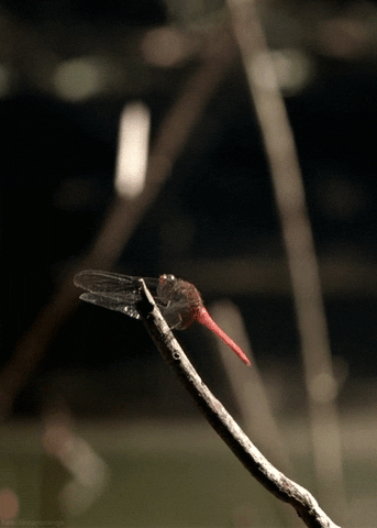 Wonders Of Life Insect GIF