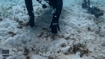 Divers Free 'Happy Little Ray' From Fishing Line