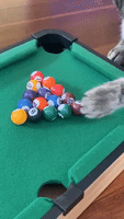 Curious Cat Loves Mini Pool Table