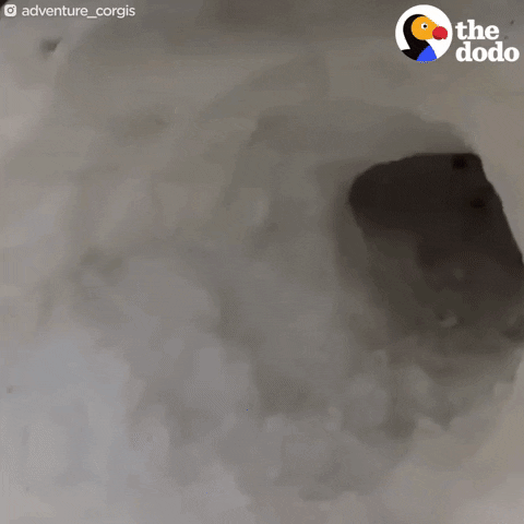 snow corgi GIF by The Dodo