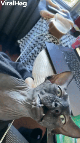 Sphynx Cat Has Sneeze Attack