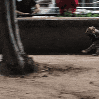 happy baby animals GIF by San Diego Zoo