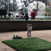 happy baby animals GIF by San Diego Zoo