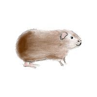 anni-sophie guineapig cavy meerschweinchen annisophie Sticker