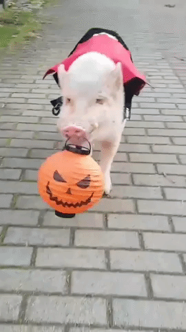 Moritz the Pig Goes Trick-or-Treating