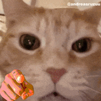 Lmao Cat Meme GIF