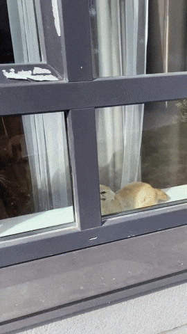 cuteanimalland giphyupload GIF