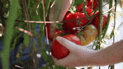 lehighu garden sustainable farm tomato GIF