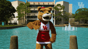 houstoncougars houston sasha gocoogs shasta GIF