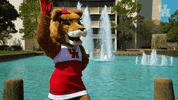 houstoncougars houston sasha gocoogs shasta GIF