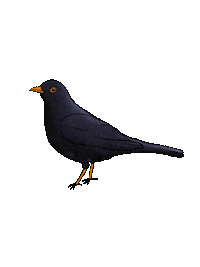 bogcaakiss bird duck quack blackbird Sticker