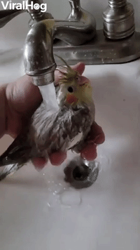 Baby Bird's First Bath