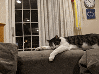 Tired Sleep GIF