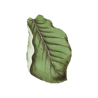 Verde Veggie Sticker