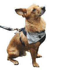 dog puppy Sticker by Roundhouse