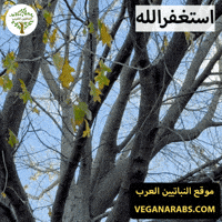 Middle East Wow GIF by VeganArabs