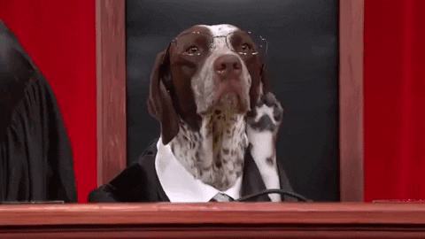 moodman giphydvr funny dogs justice GIF