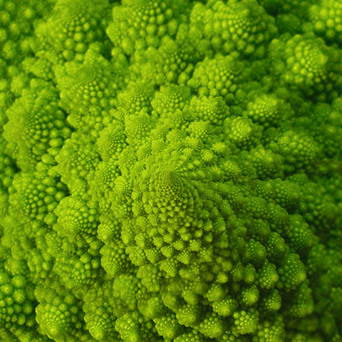 konczakowski giphyupload food green weird GIF