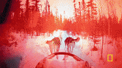 GIF by National Geographic Channel
