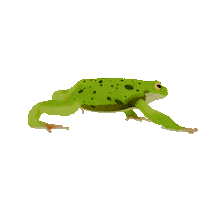 3D Frog Sticker by Zacxophone